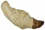 Fossil Rooted Mosasaur Tooth - Morocco #336348-1